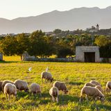 Caption/Abstract=Spanien, Balearen, Mallorca, Santa Eugenia, Schafe in der Ebene Es Pla, hinten Tramuntana Gebirge, Serra de Tramuntana, Tramuntanagebirge, Schafherde, Landwirtschaft, Viehhaltung, Landleben