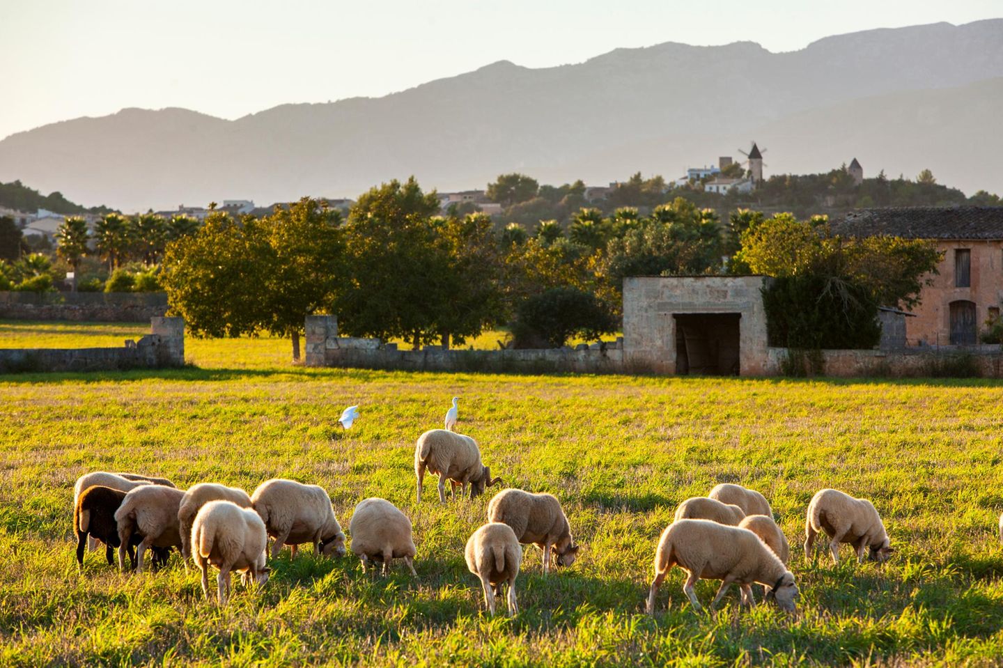 Caption/Abstract=Spanien, Balearen, Mallorca, Santa Eugenia, Schafe in der Ebene Es Pla, hinten Tramuntana Gebirge, Serra de Tramuntana, Tramuntanagebirge, Schafherde, Landwirtschaft, Viehhaltung, Landleben