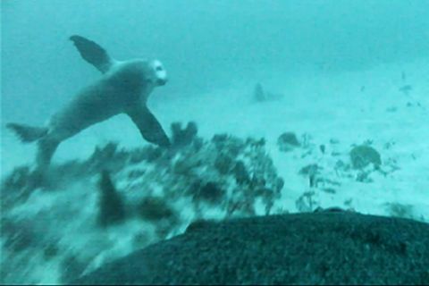 Australien: Forschende filmen erstmals, wie ein Seelöwen-Baby das Jagen von der Mutter lernt