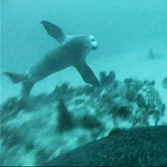 Australien: Forschende filmen erstmals, wie ein Seelöwen-Baby das Jagen von der Mutter lernt