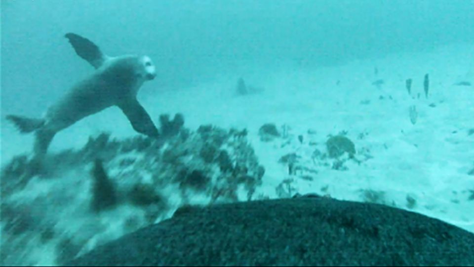 Australien: Forschende filmen erstmals, wie ein Seelöwen-Baby das Jagen von der Mutter lernt