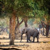 Büffel, Elefanten, Löwen, Leoparden: Bei einer Bootssafari auf dem Sambesi gibt es viel zu sehen. Der Lower-Zambezi-Nationalpark schmiegt sich an dessen nordwestliches Ufer und ist ein noch vergleichsweise junges Schutzgebiet, das erst in den 1980er-Jahren für Touristen erschlossen wurde. Bis heute gilt er nicht als überlaufen – ein Pluspunkt für alle, die Ruhe suchen. Gemeinsam mit dem gegenüber gelegenen Mana-Pools-Nationalpark bildet er ein riesiges, zusammenhängendes Wildnisgebiet, das unzähligen Tierarten Schutz gewährt. Die beste Reisezeit ist von Juni bis September, wenn die Regenzeit vorbei ist und die Temperaturen noch verhältnismäßig mild sind. 