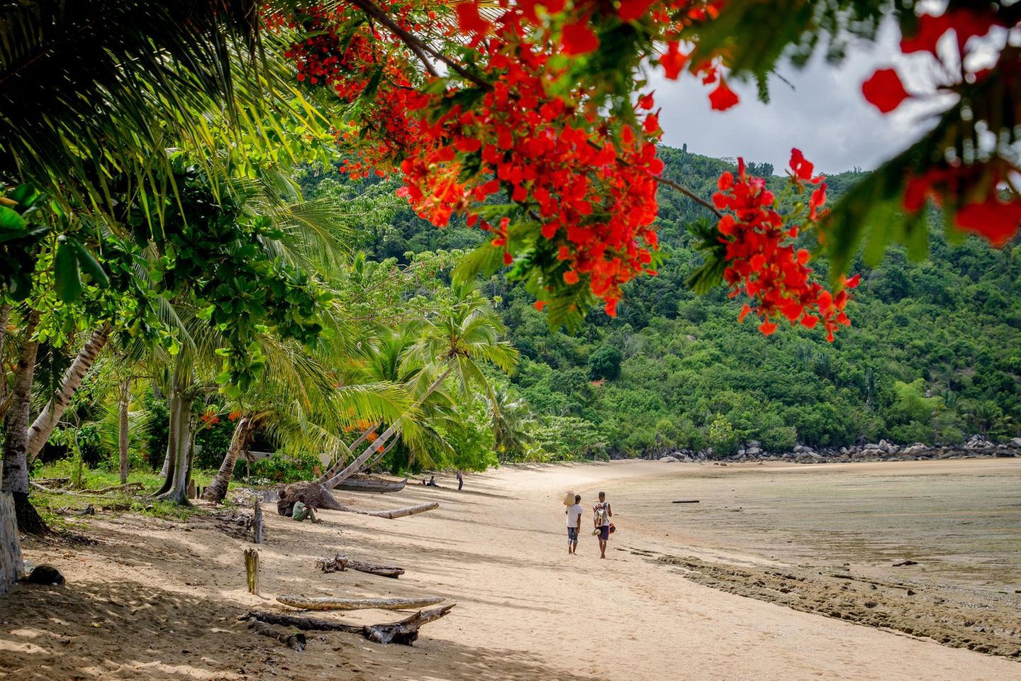 Weiße Strände, dichter Regenwald und türkisblaues Wasser: Nosy Be vor Madagaskars Nordküste ist ein Tropenparadies im Indischen Ozean. Wegen ihrer vielen Ylang-Ylang-Plantagen heißt sie auch die "Duftende Insel". Vanille, Kakao, Kaffee und Pfeffer gedeihen hier gleichermaßen prächtig. Dazwischen tummeln sich seltene Schwarzlemuren, Pantherchamäleons, und auch der ein oder andere Madagaskar-Fischadler ist mit etwas Glück zu sichten. Ob zum Tauchen, Baden, Wandern oder Entspannen: Ideale Reisezeit sind die trockenen Monate von Mai bis Oktober. Nosy Be ist als Hauptinsel des Archipels vor Madagaskar auch ein beliebter Ausgangspunkt für Erkundungstouren und Inselhopping mit dem Boot. 