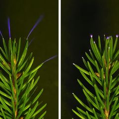 So leuchten die Spitzen von Fichtennadeln bei schwachen elektrischen Entladungen im Labor auf. Gewitter können sie überall in Baumkronen hervorrufen
