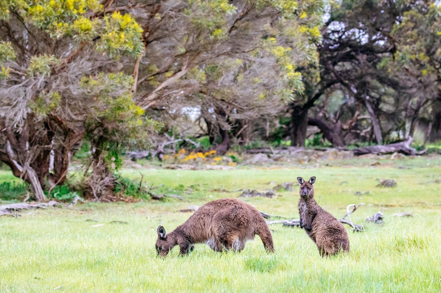 Nur 15 Kilometer Meer trennen dieses einzigartige Ökosystem vom australischen Festland – und doch wirkt Kangaroo Island wie eine eigene Welt. Die Insel gilt als eine der artenreichsten und ursprünglichsten Regionen Australiens. Ihre Natur reicht von Eukalyptus- und Mangrovenwäldern über Sanddünen bis zu offenen Graslandschaften. Die einheimischen Kängurus unterscheiden sich vom typischen Western Grey Kangaroo: Sie sind kleiner, kompakter und tragen ein dunkles, schokoladenbraunes Fell. Dazu kommen Koalas, Wallabys, Seelöwen, Robben und Zwergpinguine, die hier in freier Wildbahn leben. Neben der faszinierenden Tierwelt locken traumhafte Strände und geschützte Buchten zum Baden und Schnorcheln. Wer mehr Abenteuer sucht, wandert entlang der schroffen Küste und durch die wunderschönen Nationalparks der Insel.