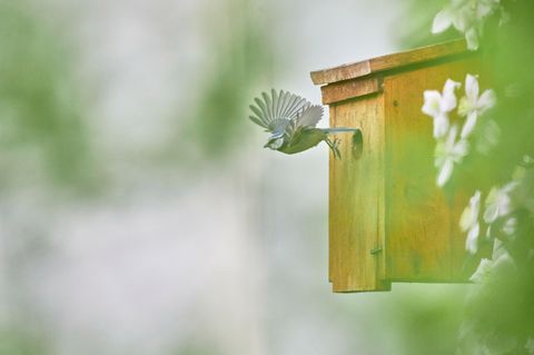 Nistkasten ist nicht gleich Nistkasten: Rotkehlchen, Meisen, Mauersegler und Co. haben verschiedene Ansprüche