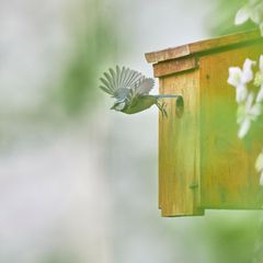 Nistkasten ist nicht gleich Nistkasten: Rotkehlchen, Meisen, Mauersegler und Co. haben verschiedene Ansprüche