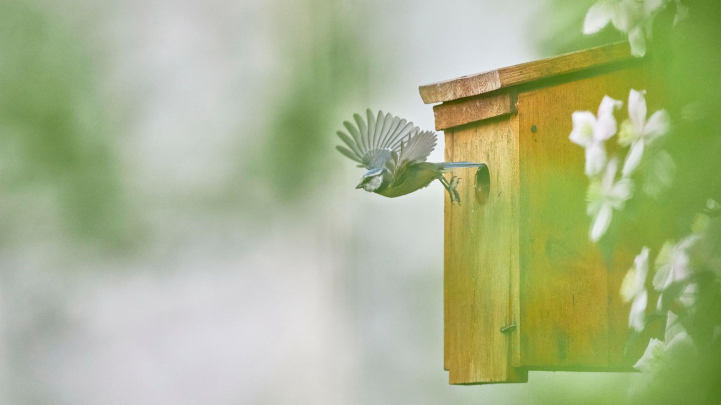 Nistkasten ist nicht gleich Nistkasten: Rotkehlchen, Meisen, Mauersegler und Co. haben verschiedene Ansprüche