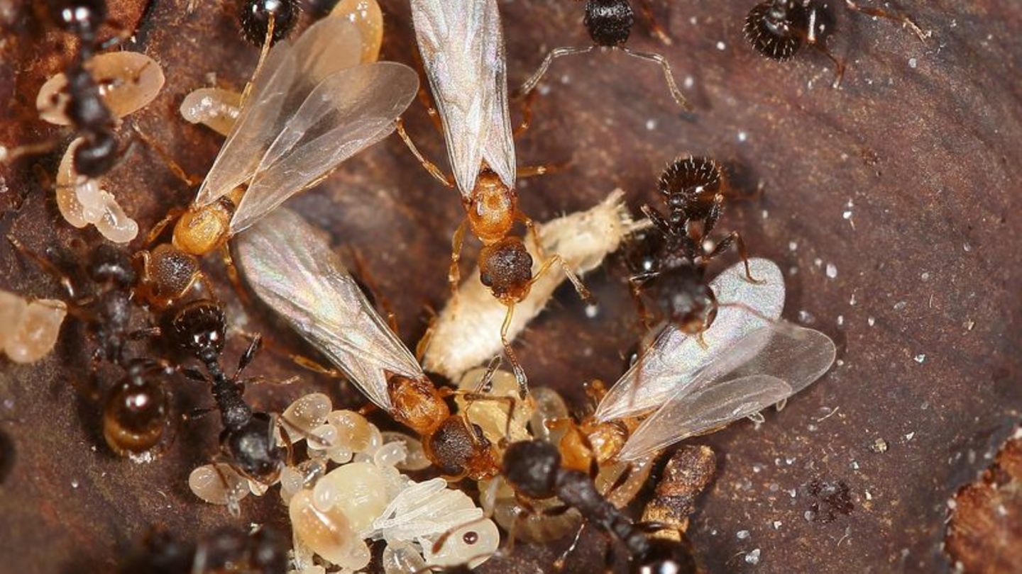 Hellbraune, geflügelte Ameisenköniginnen überfallen den Staat einer anderen Art und lassen dort den eigenen Nachwuchs aufziehen.