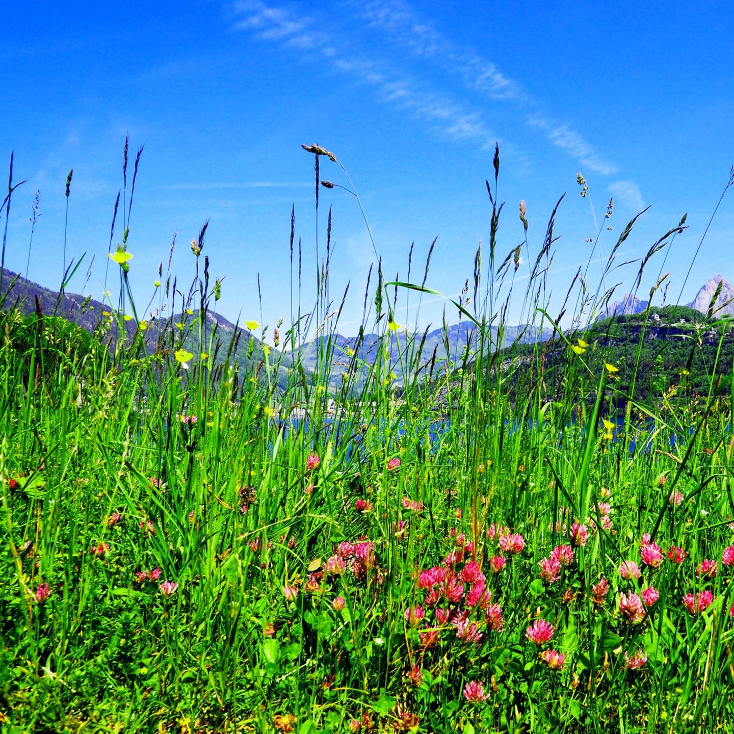 Nicht nur die auffallenden Blüten, auch Grashalme bieten Hunderten Insekten einen Lebensraum