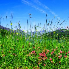 Nicht nur die auffallenden Blüten, auch Grashalme bieten Hunderten Insekten einen Lebensraum