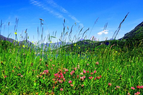 Nicht nur die auffallenden Blüten, auch Grashalme bieten Hunderten Insekten einen Lebensraum