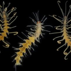 Drei Ringelwürmer vor schwarzem Hintergrund