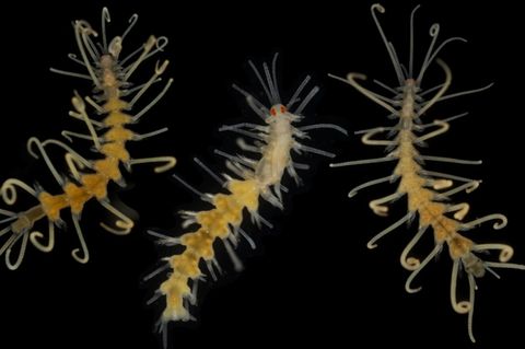 Drei Ringelwürmer vor schwarzem Hintergrund