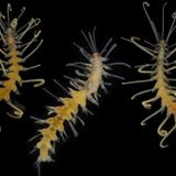 Drei Ringelwürmer vor scharzem Hintergrund