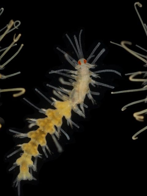 Drei Ringelwürmer vor schwarzem Hintergrund