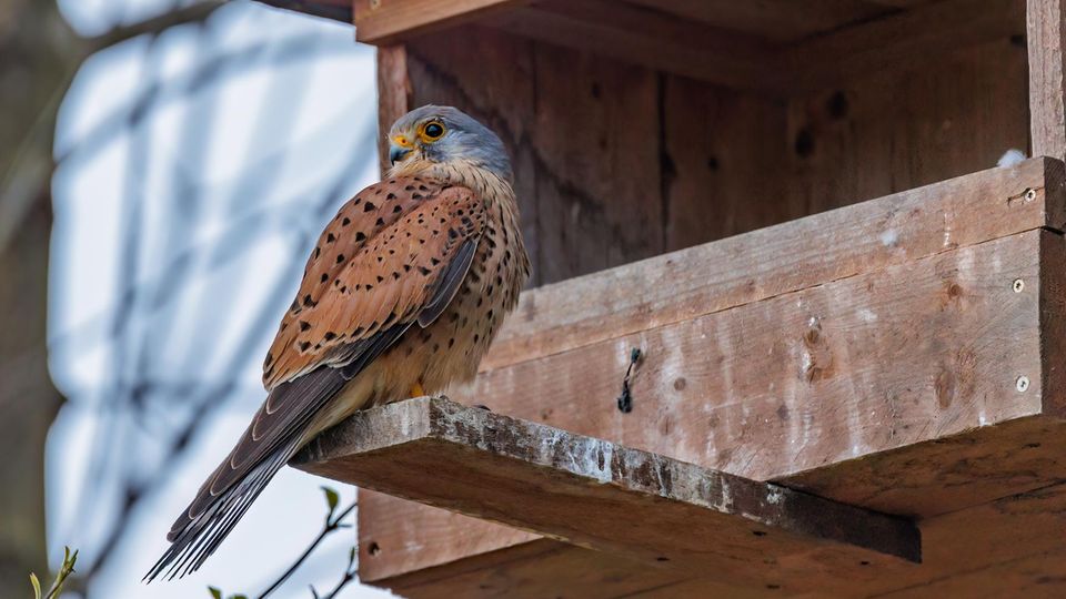 Nischenbrütende Greifvögel und Eulen benötigen viel Platz, weshalb im Handel übliche Halbhöhlen für diese Vögel meistens nicht geeignet sind. Spezielle Nistkästen für Turmfalken gibt es zu kaufen, alternativ baut man sie selbst.