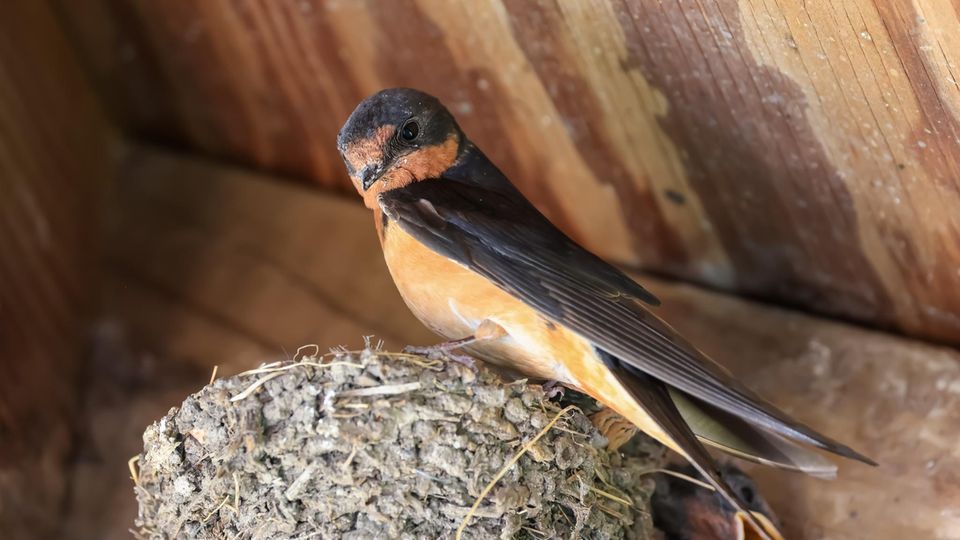 Anders als Mehlschwalben sind Rauchschwalben keine klassischen Koloniebrüter. Die Nisthilfen sind zudem offener gestaltet. Die Anbringung eines Kotbretts unter den Nestern empfiehlt sich in beiden Fällen.