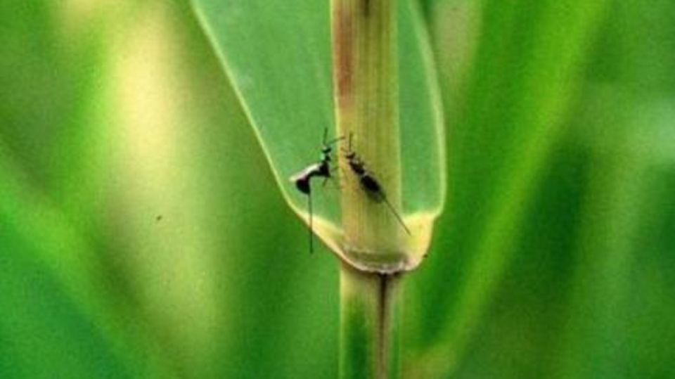 Mini-Drama im Grünen: Zwei Weibchen der parasitischen Wespe Torymus arundinis stechen im Schilfhalm versteckte Reiskorngallen einer Gallmücke an