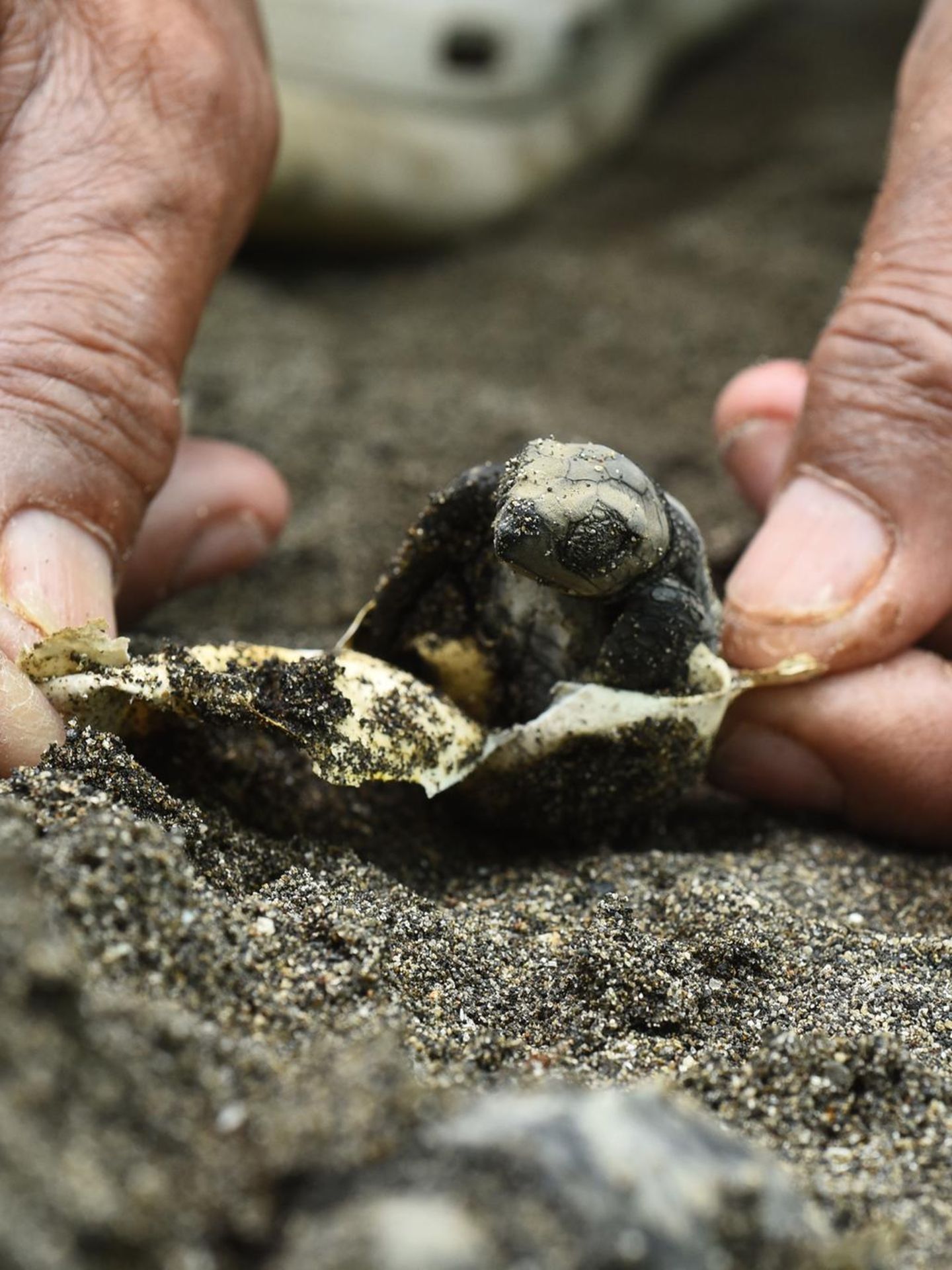 Die Welt ist schlecht, und der Mensch ist grausam. Oder etwa nicht? Der "Our World is Kind Photography Award" wirft ein Schlaglicht auf all die kleinen Akte der Liebe und Güte, die leicht zu übersehen, aber allgegenwärtig sind. Diese sanften Hände helfen einer jungen Meeresschildkröte am Strand nahe der philippinischen Hauptstadt Manila aus dem Ei. Ihre Geschwister sind bereits bei Nacht geschlüpft und gemeinsam zum rettenden Meer gewandert. Die kleine Nachzüglerin wird nun von einer örtlichen Hilfsorganisation aufgepäppelt, bis sie in Freiheit bestehen kann