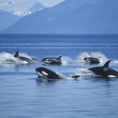 Orcas vor Alaska. Die Wale faszinieren, weil sie uns so ähnlich sind: klug, sozial und manchmal grausam