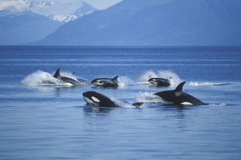 Orcas vor Alaska. Die Wale faszinieren, weil sie uns so ähnlich sind: klug, sozial und manchmal grausam