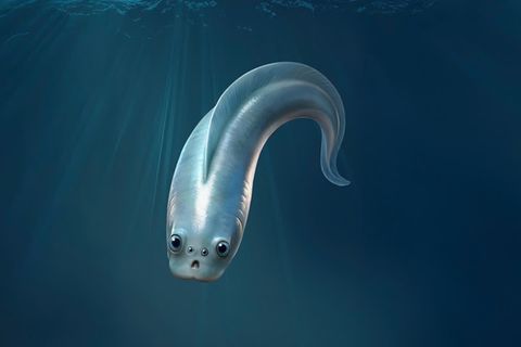 Die Rekonstruktion zeigt: So treuherzig könnten unsere entferntesten Verwandten mit ihren vier Augen in die Welt des Kambriums geblickt haben