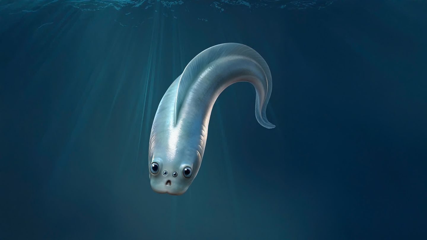 Die Rekonstruktion zeigt: So treuherzig könnten unsere entferntesten Verwandten mit ihren vier Augen in die Welt des Kambriums geblickt haben