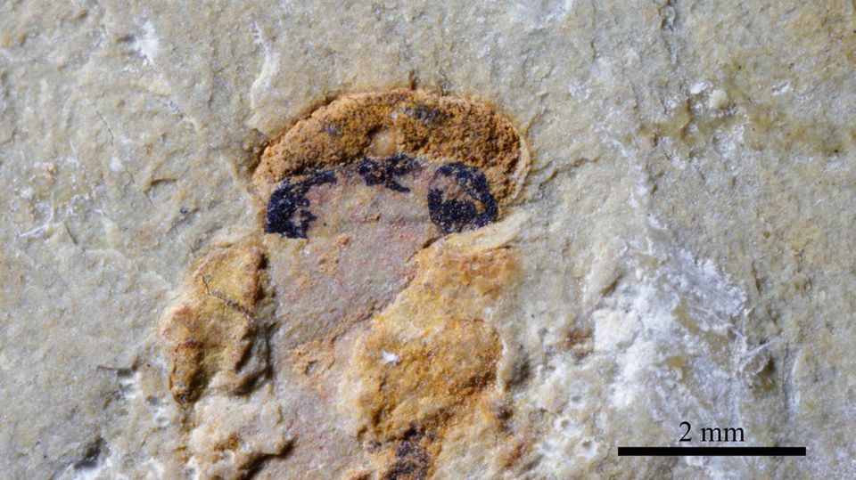 Nahaufnahme eines Myllokunmingia-Kopfes: Die kleineren, zentralen Augen haben sich als dunkle Flecken in der mehr als 500 Millionen Jahre alten Versteinerung erhalten
