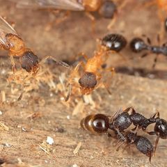 Hellbraune, geflügelte Ameisenköniginnen überfallen den Staat einer anderen Art