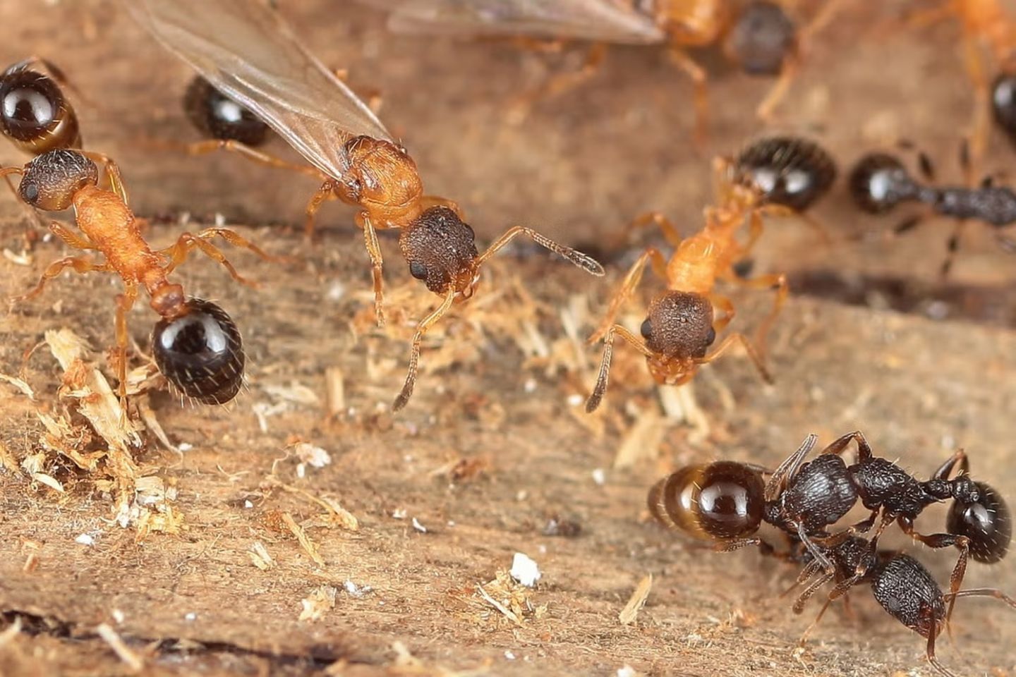 Hellbraune, geflügelte Ameisenköniginnen überfallen den Staat einer anderen Art