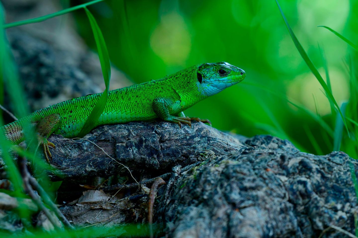 European green lizard (Lacerta viridis) im Una Nationalpark