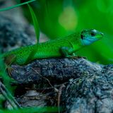 European green lizard (Lacerta viridis) im Una Nationalpark