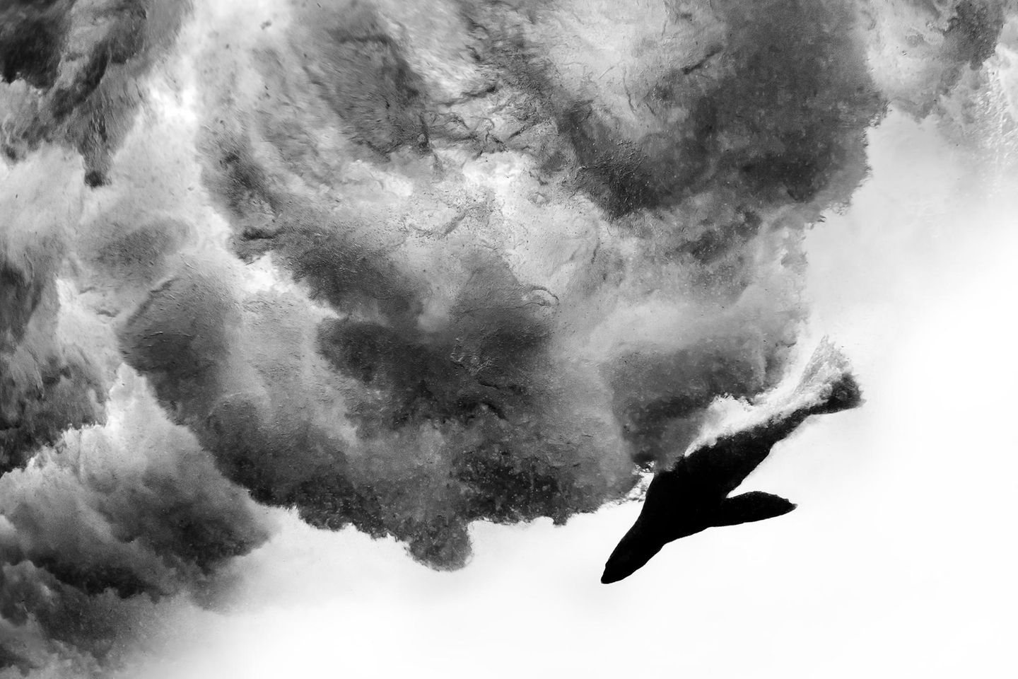 Wie Pfeile schießen die jungen Seebären durch die Brandung vor Duiker Island südlich von Kapstadt. "Es bleibt keine Zeit für den Autofokus, nur für Instinkt", sagt Fotograf David Alpert. Fünf Jahre lang ist er zu diesem Ort zurückgekehrt, um den perfekten Moment einzufangen. Die Schwarzweiß-Aufnahme lässt Dynamik und Struktur deutlich hervortreten. Derzeit darf Alpert die Seebären auf Duiker Island nicht besuchen. In den Robbenkolonien an der Küste Südafrikas wütet die Tollwut. Wer erkrankten Tieren zu nah kommt, läuft Gefahr, angefallen zu werden.