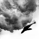 Wie Pfeile schießen die jungen Seebären durch die Brandung vor Duiker Island südlich von Kapstadt. "Es bleibt keine Zeit für den Autofokus, nur für Instinkt", sagt Fotograf David Alpert. Fünf Jahre lang ist er zu diesem Ort zurückgekehrt, um den perfekten Moment einzufangen. Die Schwarzweiß-Aufnahme lässt Dynamik und Struktur deutlich hervortreten. Derzeit darf Alpert die Seebären auf Duiker Island nicht besuchen. In den Robbenkolonien an der Küste Südafrikas wütet die Tollwut. Wer erkrankten Tieren zu nah kommt, läuft Gefahr, angefallen zu werden.