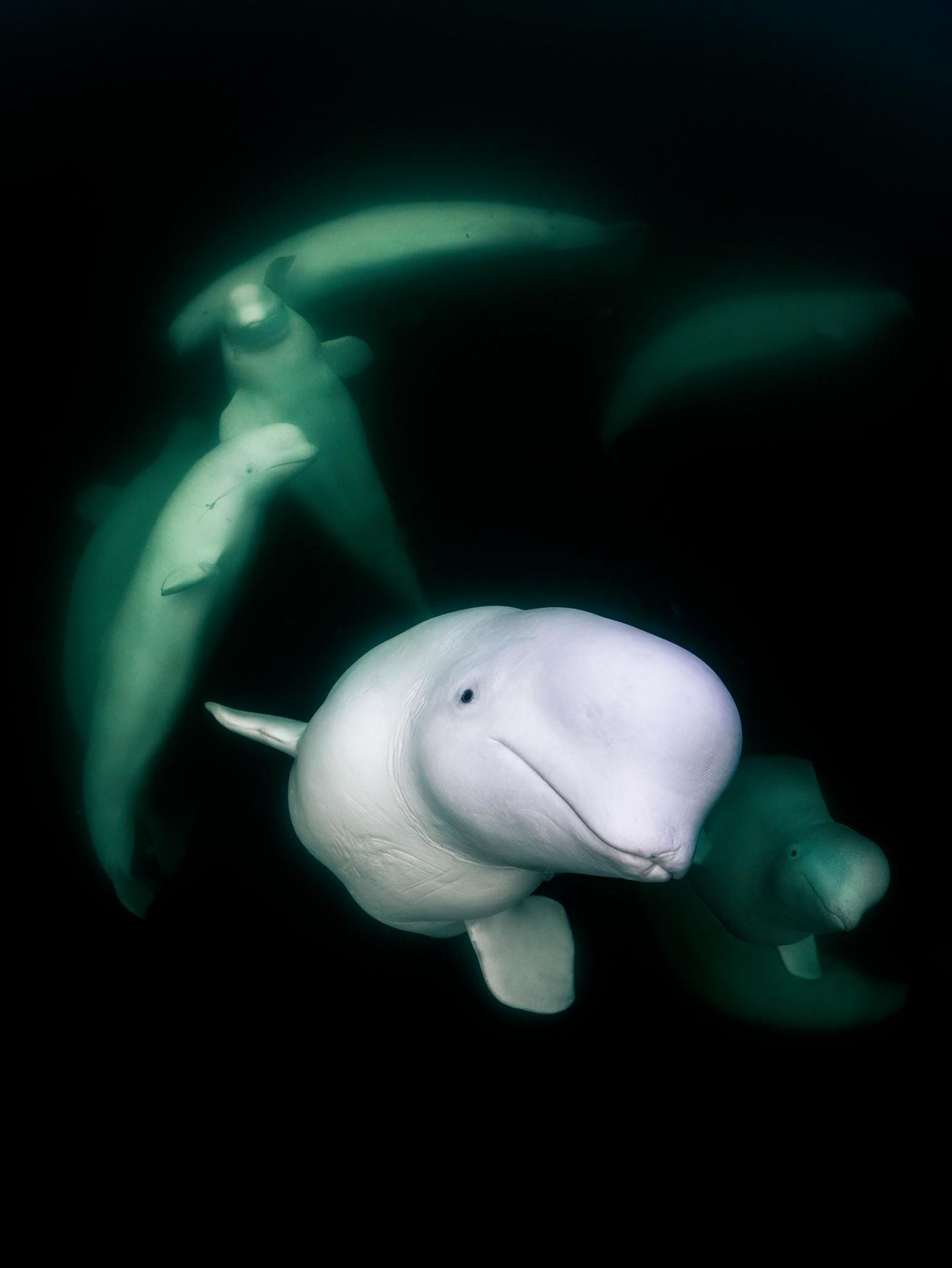 Als die spanische Fotografin Merche Llobera in der kanadischen Hudson Bay herumpaddelte, traf sie auf einen Trupp neugieriger Belugas, die ergründen wollten, wer oder was sich da in ihr Revier verirrt hatte. Aus Perspektive der Wale war nur die Unterseite eines Surfbretts zu sehen, von dem aus zwei Arme, ein Kopf und eine Kamera ins Wasser baumelten. Das merkwürdige Wesen an der Oberfläche gab hohe Laute von sich, die Menschen als freudiges Lachen identifiziert hätten. "Die Belugas kamen zu mir und schwammen wieder fort, wie es ihnen gefiel, sie erwiderten meinen Blick, gaben Laute von sich und beobachteten mich mit unverkennbarer Neugier", sagt Llobera, deren Aufnahme ihr den dritten Platz in der Kategorie "Porträt" sicherte. "In diesen Momenten fragte ich mich, wer hier eigentlich wen beobachtet."