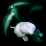 Als die spanische Fotografin Merche Llobera in der kanadischen Hudson Bay herumpaddelte, traf sie auf einen Trupp neugieriger Belugas, die ergründen wollten, wer oder was sich da in ihr Revier verirrt hatte. Aus Perspektive der Wale war nur die Unterseite eines Surfbretts zu sehen, von dem aus zwei Arme, ein Kopf und eine Kamera ins Wasser baumelten. Das merkwürdige Wesen an der Oberfläche gab hohe Laute von sich, die Menschen als freudiges Lachen identifiziert hätten. "Die Belugas kamen zu mir und schwammen wieder fort, wie es ihnen gefiel, sie erwiderten meinen Blick, gaben Laute von sich und beobachteten mich mit unverkennbarer Neugier", sagt Llobera, deren Aufnahme ihr den dritten Platz in der Kategorie "Porträt" sicherte. "In diesen Momenten fragte ich mich, wer hier eigentlich wen beobachtet."