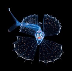 Wie ein kleiner, filigraner Drache wirkt dieser durchscheinende Tiefseefisch. Doch sein aufgerissener Schlund lässt bereits ahnen, dass er einen mordsmäßigen Appetit hat. Kali colubrina zählt zur Familie der Schwarzen Schlinger. Ihre Mitglieder verleiben sich Beute ein, die doppelt so groß und zehnmal so schwer ist wie sie selbst. Dazu dehnt sich ihr Magen wie ein Ballon. "Sie sind notorisch schwierig abzulichten, weil sie die lästige Angewohnheit haben, kopfüber in der Wassersäule zu hängen und geradewegs nach unten zu schauen", erzählt Fotograf Steven Kovacs. Dieses Exemplar schwamm ihm bei einem nächtlichen Tauchgang im offenen Meer vor Florida vor die Linse. Für die preisgekrönte Porträtaufnahme erlaubte es gnädig einen Blick auf seine hakenförmigen, einklappbaren Zahnreihen.