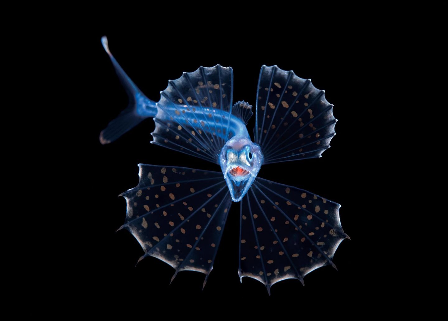 Wie ein kleiner, filigraner Drache wirkt dieser durchscheinende Tiefseefisch. Doch sein aufgerissener Schlund lässt bereits ahnen, dass er einen mordsmäßigen Appetit hat. Kali colubrina zählt zur Familie der Schwarzen Schlinger. Ihre Mitglieder verleiben sich Beute ein, die doppelt so groß und zehnmal so schwer ist wie sie selbst. Dazu dehnt sich ihr Magen wie ein Ballon. "Sie sind notorisch schwierig abzulichten, weil sie die lästige Angewohnheit haben, kopfüber in der Wassersäule zu hängen und geradewegs nach unten zu schauen", erzählt Fotograf Steven Kovacs. Dieses Exemplar schwamm ihm bei einem nächtlichen Tauchgang im offenen Meer vor Florida vor die Linse. Für die preisgekrönte Porträtaufnahme erlaubte es gnädig einen Blick auf seine hakenförmigen, einklappbaren Zahnreihen.