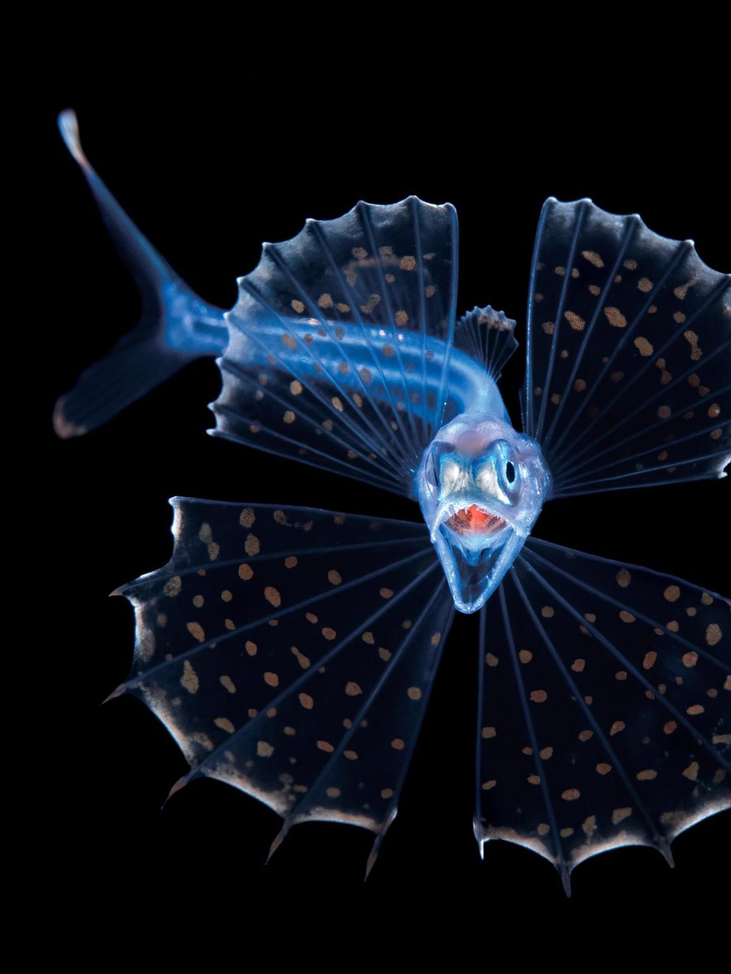 Wie ein kleiner, filigraner Drache wirkt dieser durchscheinende Tiefseefisch. Doch sein aufgerissener Schlund lässt bereits ahnen, dass er einen mordsmäßigen Appetit hat. Kali colubrina zählt zur Familie der Schwarzen Schlinger. Ihre Mitglieder verleiben sich Beute ein, die doppelt so groß und zehnmal so schwer ist wie sie selbst. Dazu dehnt sich ihr Magen wie ein Ballon. "Sie sind notorisch schwierig abzulichten, weil sie die lästige Angewohnheit haben, kopfüber in der Wassersäule zu hängen und geradewegs nach unten zu schauen", erzählt Fotograf Steven Kovacs. Dieses Exemplar schwamm ihm bei einem nächtlichen Tauchgang im offenen Meer vor Florida vor die Linse. Für die preisgekrönte Porträtaufnahme erlaubte es gnädig einen Blick auf seine hakenförmigen, einklappbaren Zahnreihen.