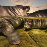 In den ersten Lebenswochen päppeln Seeelefanten-Kühe ihren Nachwuchs mit Muttermilch, die mehr als 50 Prozent Fett enthält. Doppelrahmstufe, sozusagen. Haben die Kleinen genug Babyspeck angesetzt, überlassen die Eltern sie ihrem Schicksal. Fotograf Matty Smith reiste auf die Falkland-Inseln, um den abrupten Start der Jungtiere in die Selbstständigkeit festzuhalten. "Ich beobachtete, wie Dutzende von ihnen in flachen Felsenpools übereinander kletterten und ungelenkt schwimmen lernten." An seinem ersten Abend auf Sea Lion Island färbte ein dramatischer Sonnenuntergang den Himmel. Smith warf sich in seinen Neoprenanzug und stieg ohne zu zögern in die eisigen Fluten. So entstand das Siegerfoto des gesamten Wettbewerbs. Das Urteil der Jury? "Kaltes Wasser kontrastiert mit herzerwärmender Niedlichkeit."