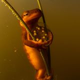 Wer meint, in diesem Bild mütterliche Liebe und Fürsorge zu erspähen, der irrt. Denn die Eier, die das Weibchen des Kalifornisches Gelbbauchmolchs so zärtlich im Arm hält, sind gar nicht seine. Sie kleben nur zufällig an den Halmen, die es umklammert, während es seine eigenen Eier ablegt. Es wiegt also unabsichtlich die Kinder der Konkurrenz. Und lässt sich dabei von Anton Sorokin ablichten, dessen Aufnahme den dritten Platz in der Kategorie "Verhalten" gewinnt.