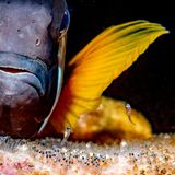 Aus Kinderperspektive wirken Eltern zunächst überlebensgroß: allmächtig, allwissend, allgegenwärtig. Dieser Anemonenfisch ist gerade mal zehn bis fünfzehn Zentimeter lang, doch seinen Nachwuchs überragt er tatsächlich um Längen. Der japanische Fotograf Kazushige Horiguchi hat exakt jenen Moment festgehalten, in dem die transparenten Larven aus ihren gut bewachten Eiern schlüpften. "Ein solches Bild haben wir noch nie gesehen", schwärmt die Jury – und kührt Horiguchi zum Sieger der Kategorie "Verhalten". 