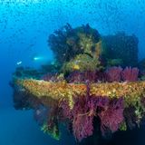 Der Frachter "Prosper Schiaffino" transportierte Rotwein von Algerien nach Frankreich, als er 1945 vor der Côte d'Azur auf eine Seemine lief und sank. Zwei Besatzungsmitglieder ließen ihr Leben. Doch aus dem stählernen Sarg wurde ein blühendes Ökosystem. "Jeder Quadratzentimeter ist mit Leben bedeckt", schwärmt Fotograf Jean-Baptiste Cazajous. Gorgonien und Schwämme, Fahnen- und Zackenbarsche, Zahnbrassen und Demoisellen bevölkern das Wrack. "Wir wollen sofort eintauchen", urteilt die Jury. 