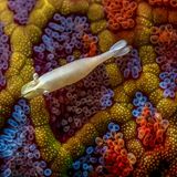 Dieses Bild gibt seine Geheimnisse nicht auf den ersten Blick preis. Das farbenfrohe Muster im Hintergrund? Kein Korallenriff, sondern die Haut eines Mosaik-Seesterns, der vor der Küste Australiens lebt. Ein netzartiges Rippenmuster überzieht seine Oberfläche. Über ihm schwebt auch kein Fisch, sondern eine winzige Partnergarnele, kaum zwei Zentimeter lang. "Momente wie diese sagen viel über die kleinen Leben aus, die zum großen Ganzen beitragen", sagt Fotograf Simon Theuma, der mit der Aufnahme den dritten Platz in der Kategorie Makro gewann.    