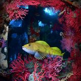 Während die Welt über Wasser im Wintergrau versinkt, dreht dieser Grünling die Farbsättigung hoch. Normalerweise ist er unscheinbar braun gefleckt. Doch zur Paarungszeit glänzt er gülden. Nachdem er die Eier seiner Partnerin befruchtet hat, beschützt er das Gelege unermüdlich, bis die Larven schlüpfen. Dieser Vater schiebt Wache im Wrack der "Stella". Das 62 Meter lange Schiff wurde im Jahr 2020 vor der koreanischen Küste versenkt, um ein künstliches Riff zu erschaffen – ein Angebot, von dem viele Meereslebewesen bereits eifrig Gebrauch machen.