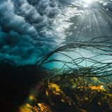 "Das Drama der britischen See", schwärmt die Jury: "Wunderschönes Licht, goldener Seetang, unruhige Wellen und geheimnisvolle Schatten, vereint in einem einzigen Bildausschnitt." Die entrückte Stimmung steht im Gegensatz seiner Entstehung. Denn das Meer vor der schottischen Küste ist rabiat. "Ich habe mich selbst und die Kamera abgestützt, um nicht von der Brandung gegen die mit Seepocken bewachsenen Felsen geworfen zu werden", erzählt Fotograf Billy Arthur. Mensch und Apparat blieben unversehrt und wurden mit dem dritten Platz in der Kategorie "British Waters Wide Angle" für ihre Mühen belohnt.   