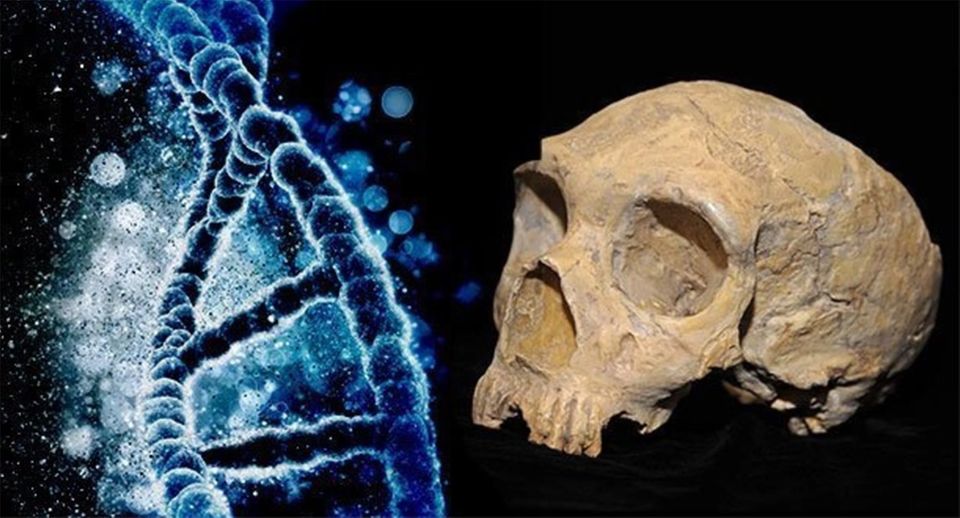 Forschende der University of Pennsylvania haben DNA von Homo Sapiens und Neandertalern aus der Zeit ihrer Artenvermischung analysiert. Das Ergebnis: Die Paarungen von Neandertalern und modernen Menschen waren stark geschlechtsspezifisch © Kristy Pargeter/iStock; AquilaGib/ CC-by-sa 3.0