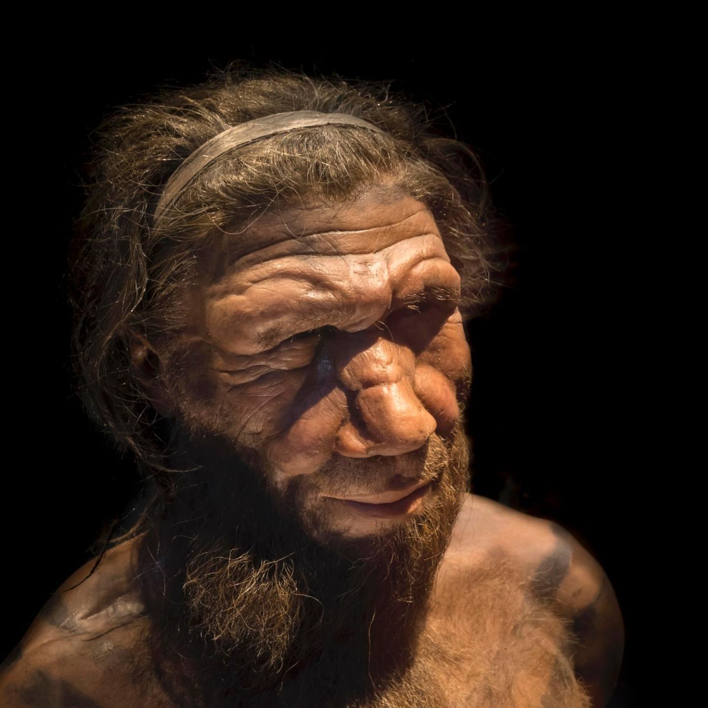 Die Nachbildung eines Neandertaler (Homo neanderthalensis) basierend auf 40.000 Jahre alten Überresten in einem Museum in Belgien