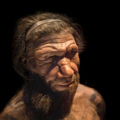 Die Nachbildung eines Neandertaler (Homo neanderthalensis) basierend auf 40.000 Jahre alten Überresten in einem Museum in Belgien